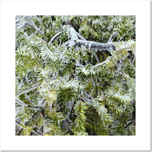 Frozen Canadian Hemlock - Freezing Rain in the Spring Posters and Art